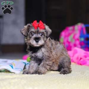 Josie, Miniature Schnauzer Puppy